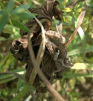 [Foto: Tarnspezialist Gammaeule (Autographa gamma) enttarnt im Glemstal bei Markgröningen am 15.8.2004]