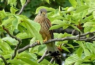 Turmfalke in der Nähe der Kirche