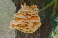 Schwefelporling an Zwetschge