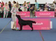 Flataholics Between The Seas V1, Jugendbeste