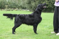 Flataholics Blockbuster