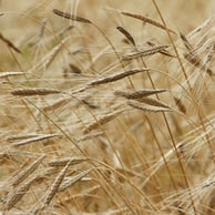 savon saponifié à froid naturel nature france