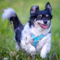 Foto © E. Hufschmid