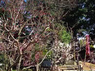 高槻,天神まつり,梅