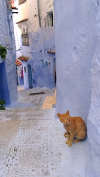 ロッコ青い街シャウエンの野良猫/La belle chaouen（ラベルシャウエン）みかのブログ