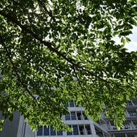 東北大学器官解剖学