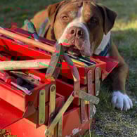 Foto Claudi Scheiblich