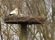 Weißstörche im Horst Kleinostheim