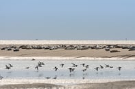 phoques baie de somme