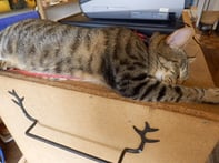 ねこをクリックするとＨＰへ