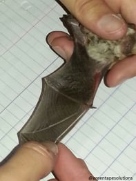 Bat surveys and identification 
