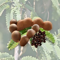 インドなどの亜熱帯および熱帯各地で栽培される。 樹高は20m以上になる常緑高木で、葉は長さ15-20cmの羽状複葉、花は総状花序をなし、5弁で径3cm。黄色に橙色または赤色のすじが入る。果実は長さ7-15cm、幅2cmほどのやや湾曲した肉厚な円筒形のさやで、黄褐色の最外皮は薄くもろい。 黒褐色で卵円形の種子との間隙はペースト状の黒褐色の果肉で満たされる。 この果肉は柔らかく酸味があり、食用とされる