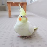 tsubasa2016年に里親が決まったオカメインコ