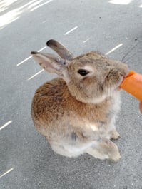 人参をカジカジする来年の干支のウサギ