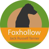 foxhollow jack russell terrier