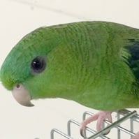 山＠サザナミインコ（認定NPO法人tsubasa）