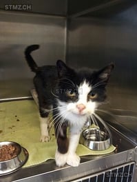 Fundatum 14.10.16 - Fundort Flumserberg Tannenheim