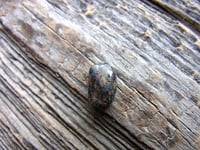 ランダーブルーターコイズ