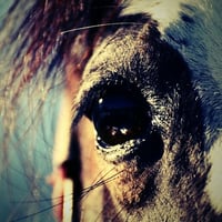 MT-Horses - Colors´n More