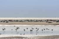Somme Groupes - Voyages en groupes - Somme - Groupes - Réceptif - Agence de voyages - Séjour - Hauts de France - Amiens - Cathédrale Notre Dame - Nature - Découverte - Voir les phoques en Baie de Somme - Observer les phoques en Baie de Somme