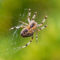 Orb Weaver Spider, Orb Weaver Spider Facts