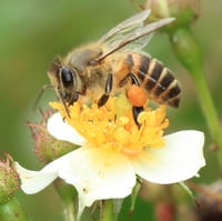 ニホンミツバチ