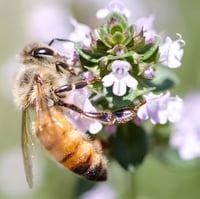 セイヨウミツバチ