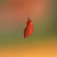 NATUR IM QUADRAT - Bilder aus der Natur