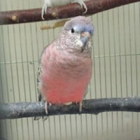 tsubasa2016年に里親が決まったアキクサインコ