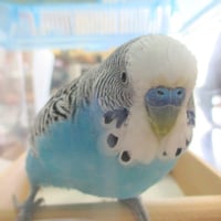 tsubasa2016年に里親が決まったセキセイインコ