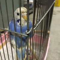 ハッシー＠セキセイインコ（認定NPO法人tsubasa）