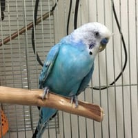 ピピコ＠セキセイインコ（認定NPO法人tsubasa）