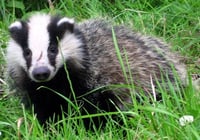 Brock the badger is looking for food.