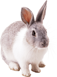 lapin image  transparent png pour illustration ecole montessori
