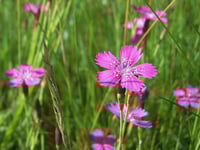 Die Heidenelke - Blume des Jahres 2012. Foto:Doris Jansen.
