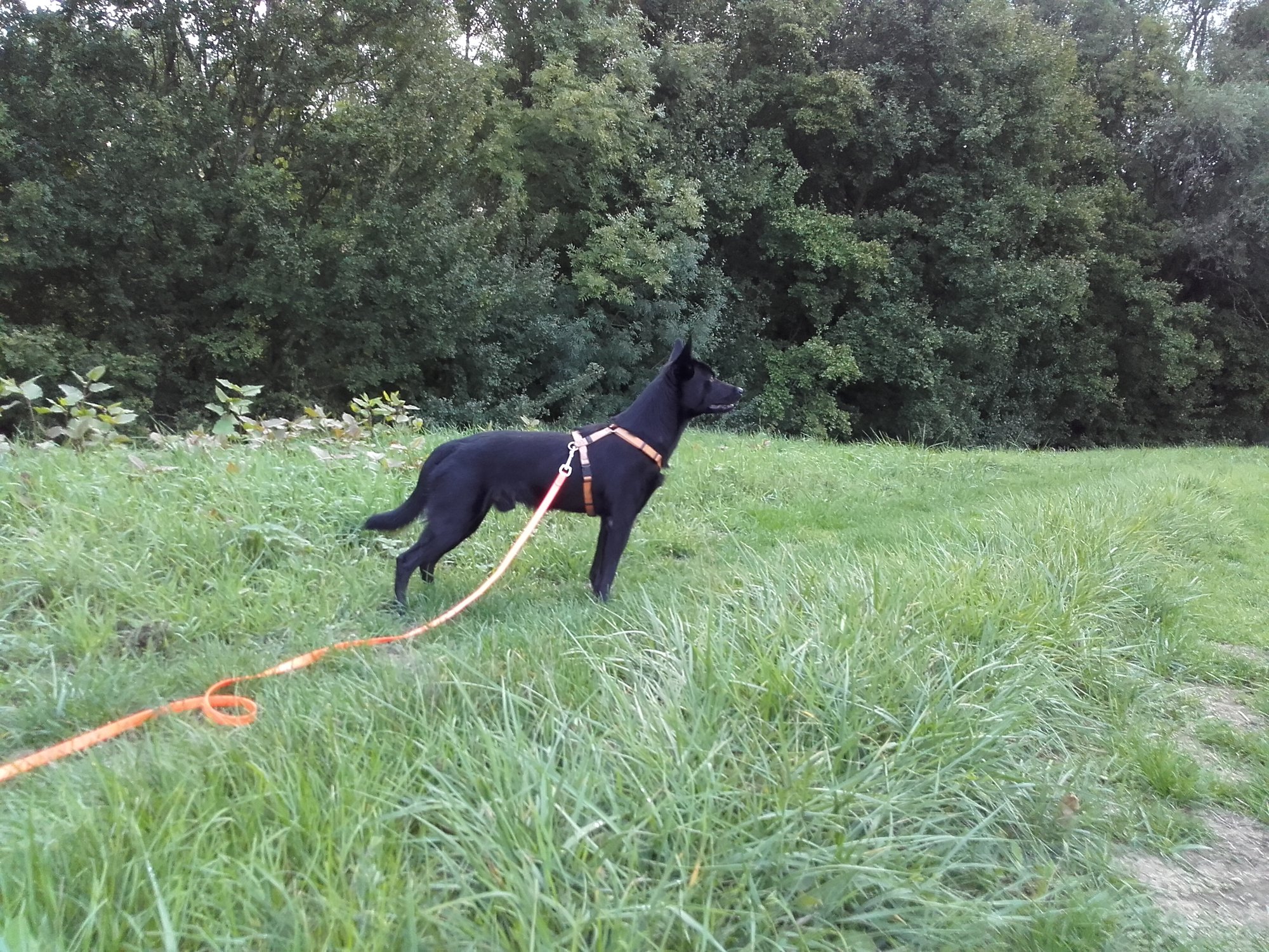 Die täglichen Herausforderungen eines Spaziergangs
