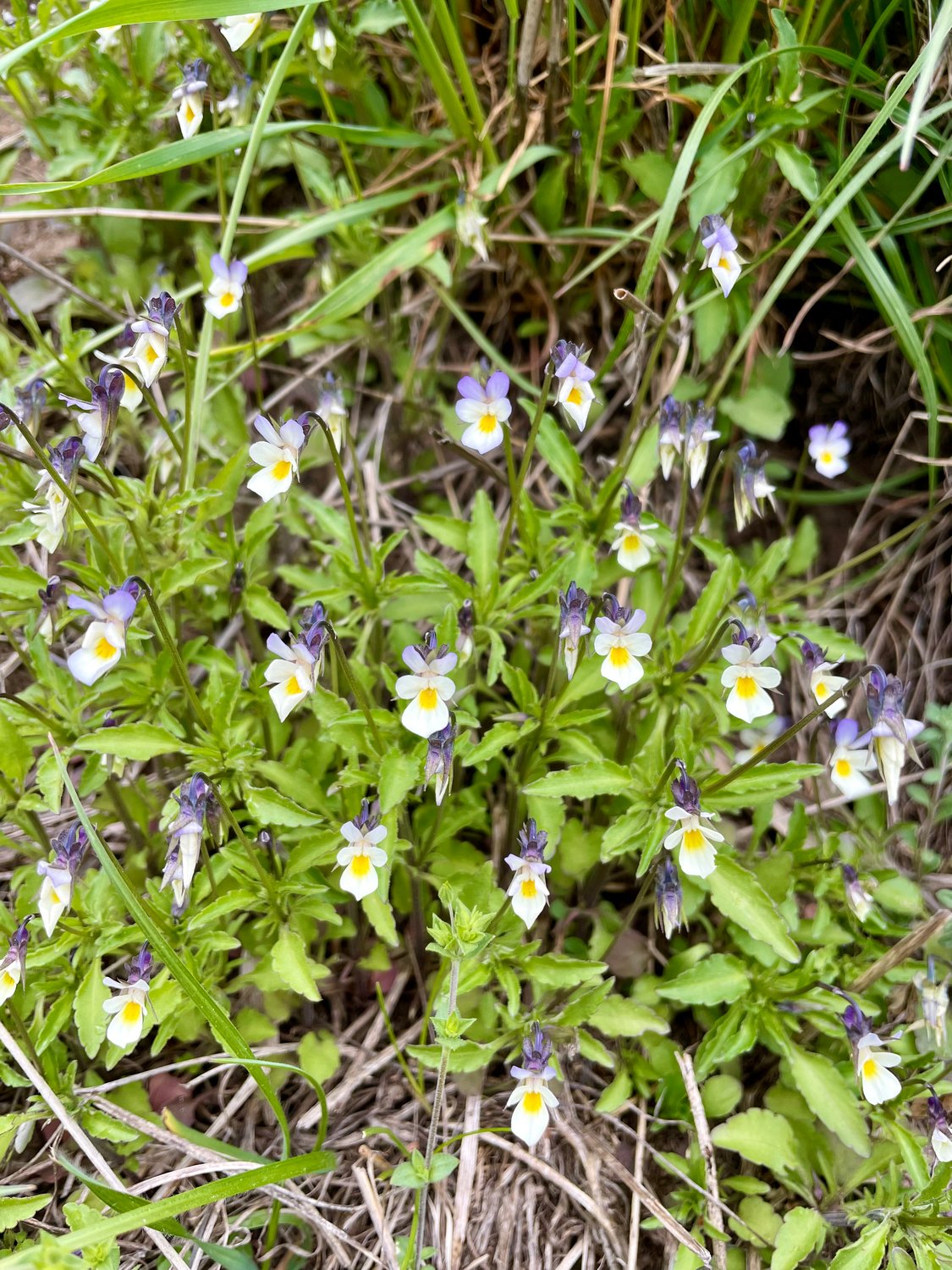 Namen von Pflanzen und was sie bedeuten