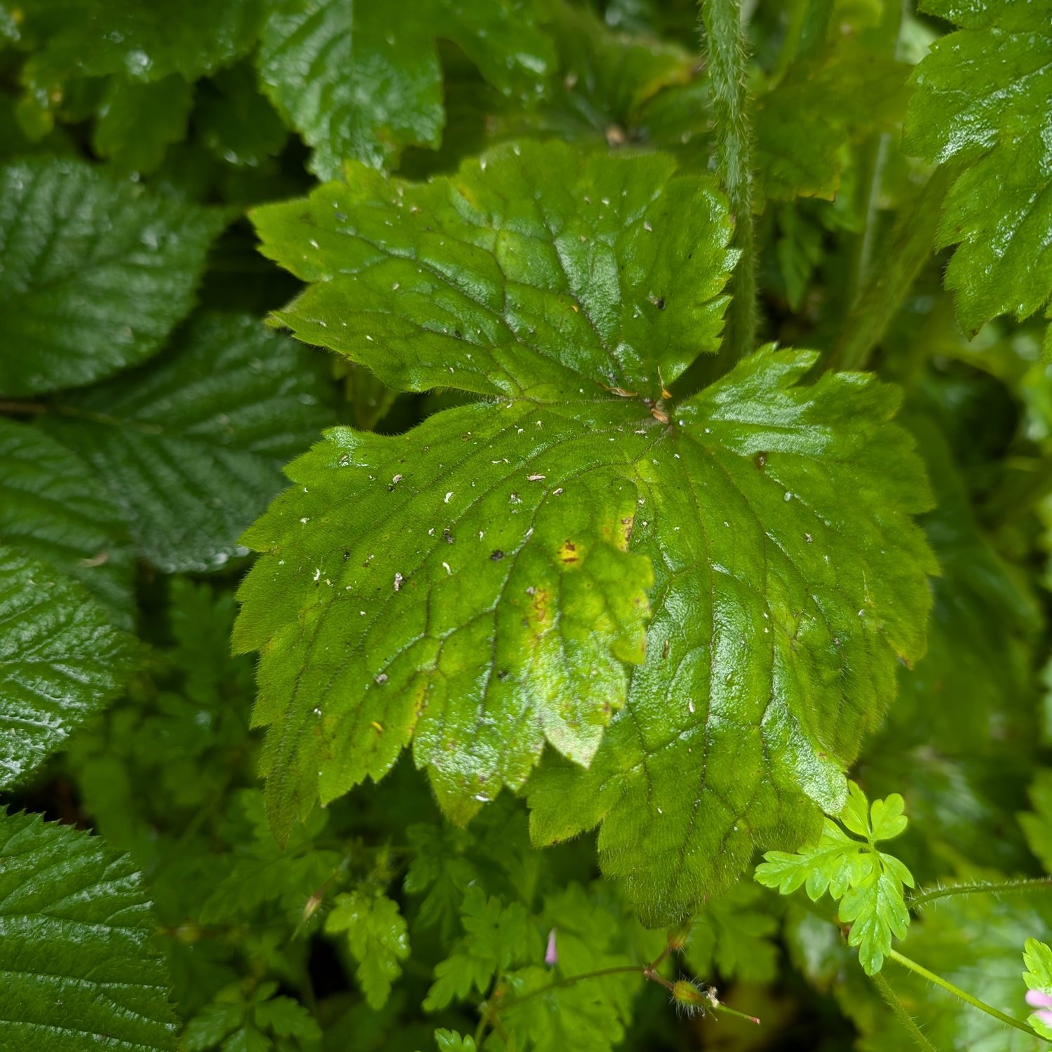 Raetselpflanze – Mit Systematik zum Ziel!