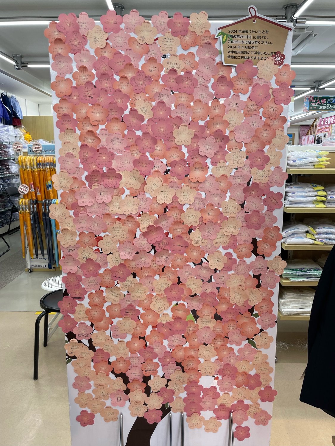 みんなの願い事を書いた梅の花カード奉納準備完了！