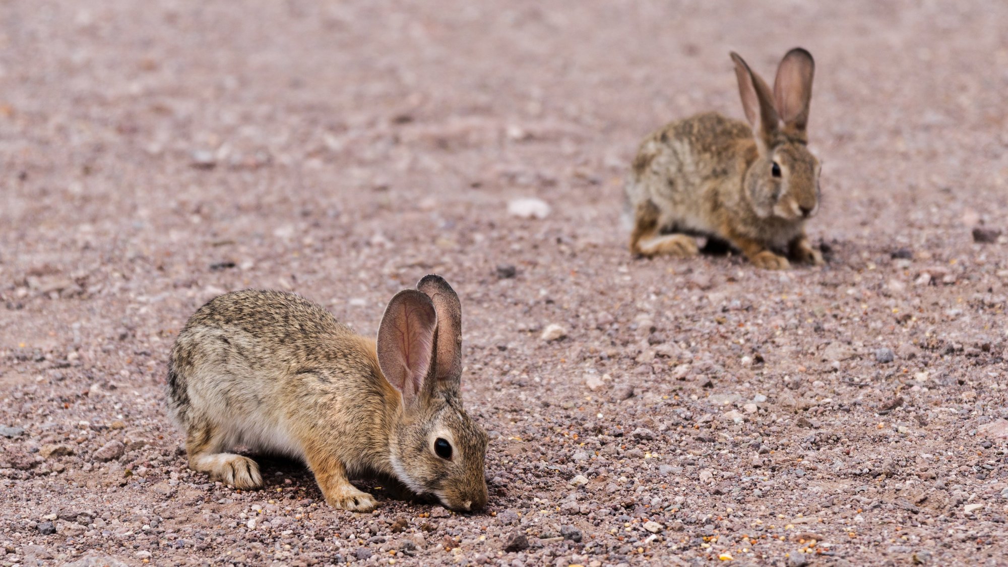 Chasse - vente des cartes