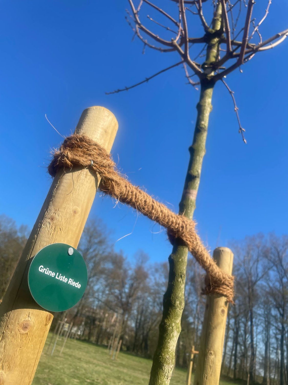 Neuer Bürgerbaum der Grünen Liste Riede eingeweiht