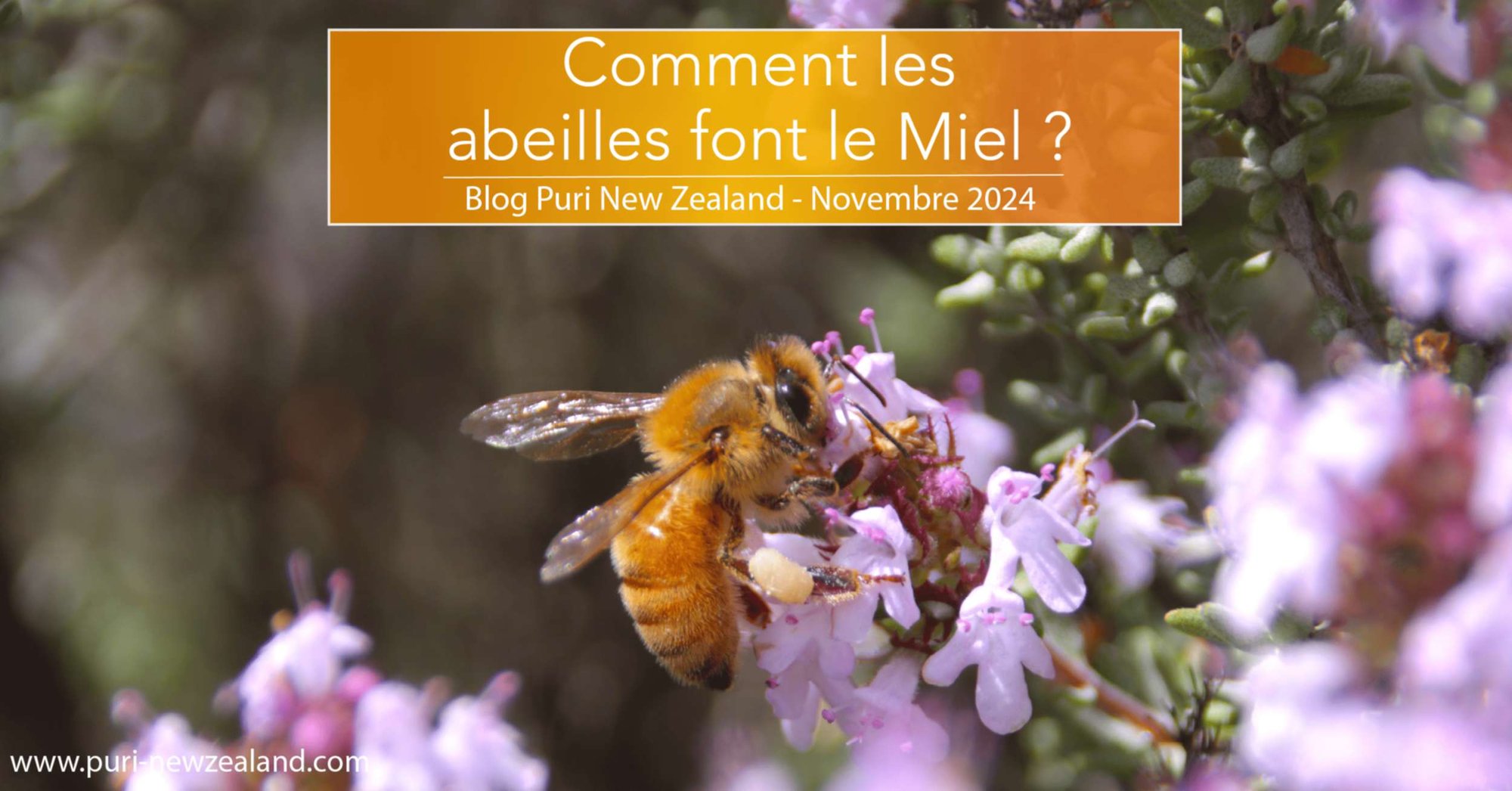 Comment les abeilles font du Miel ?