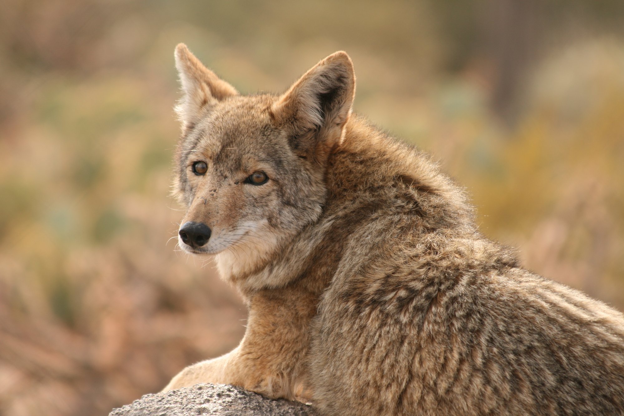 Es ist eine Illusion - Botschaft des Kojoten