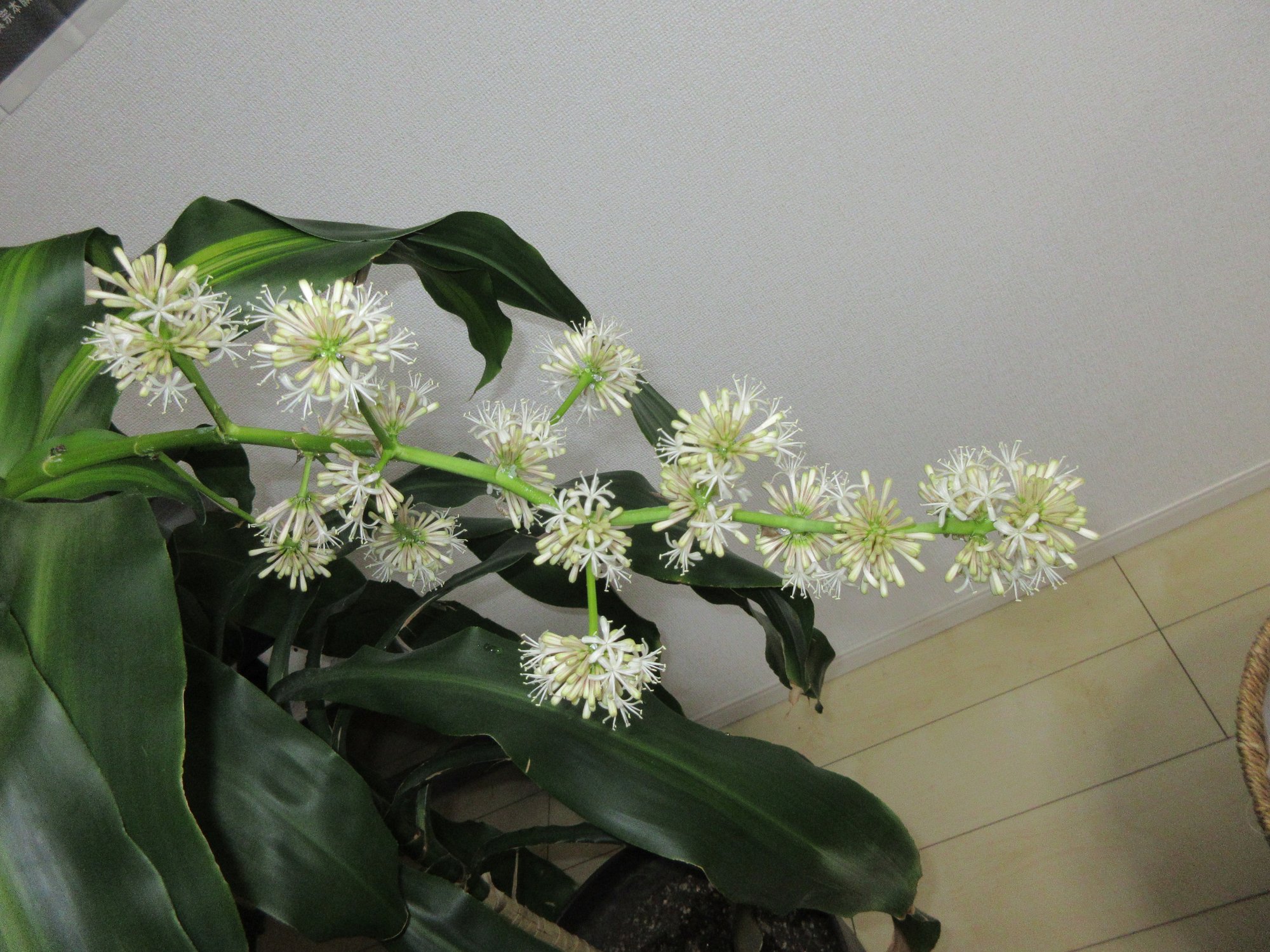 ドラセナ開花、２本も!!!
