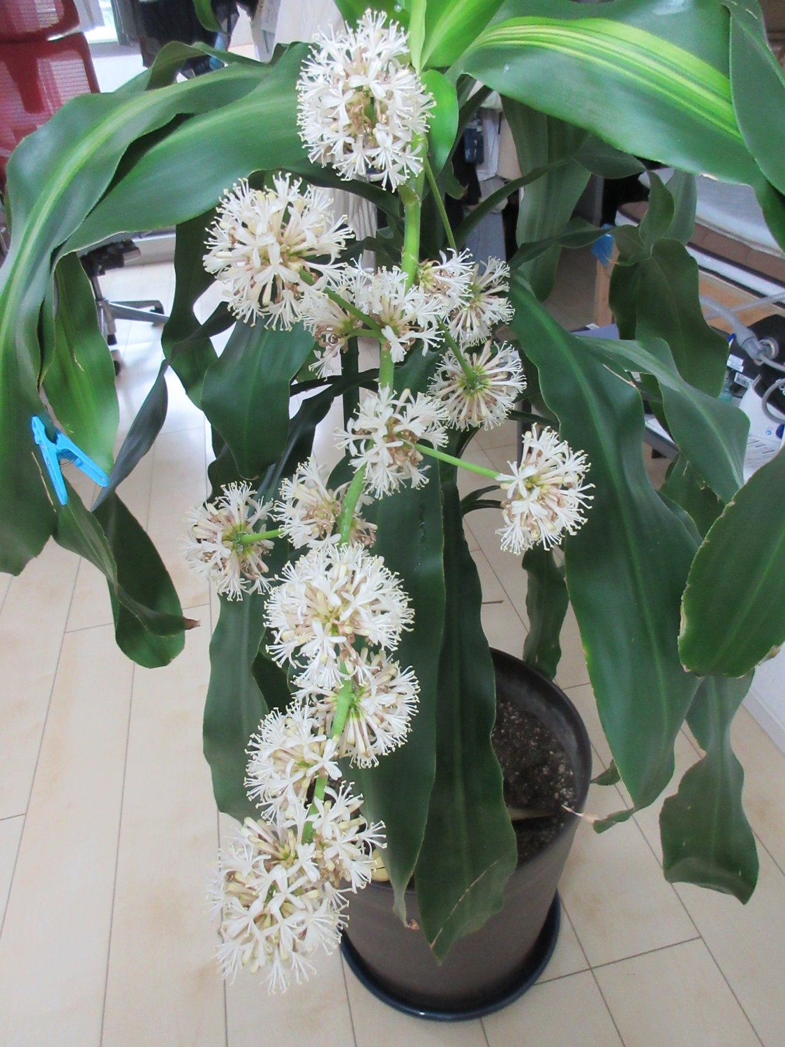 ドラセラ（幸福の木）２