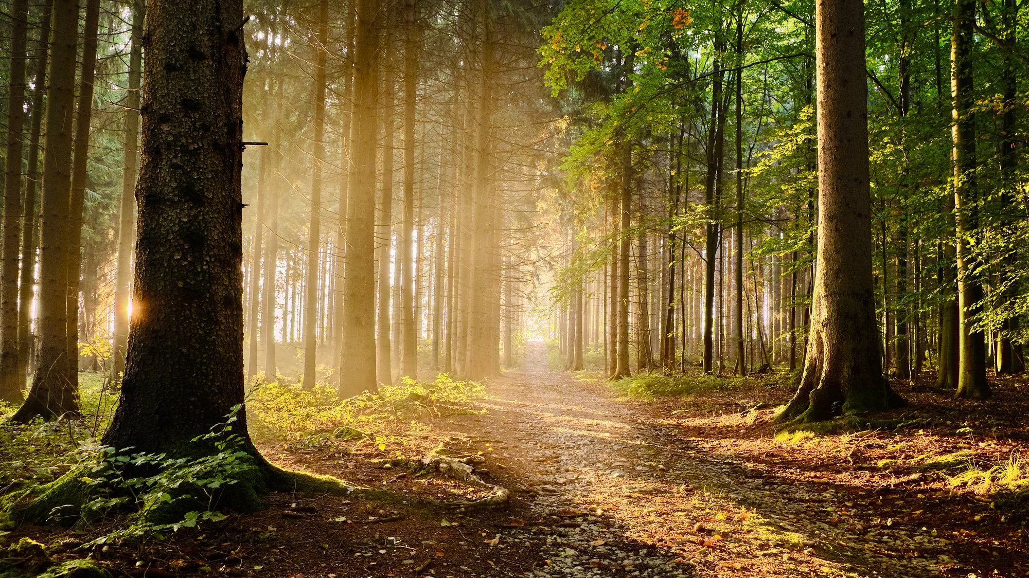 Das Gesetz der Resonanz