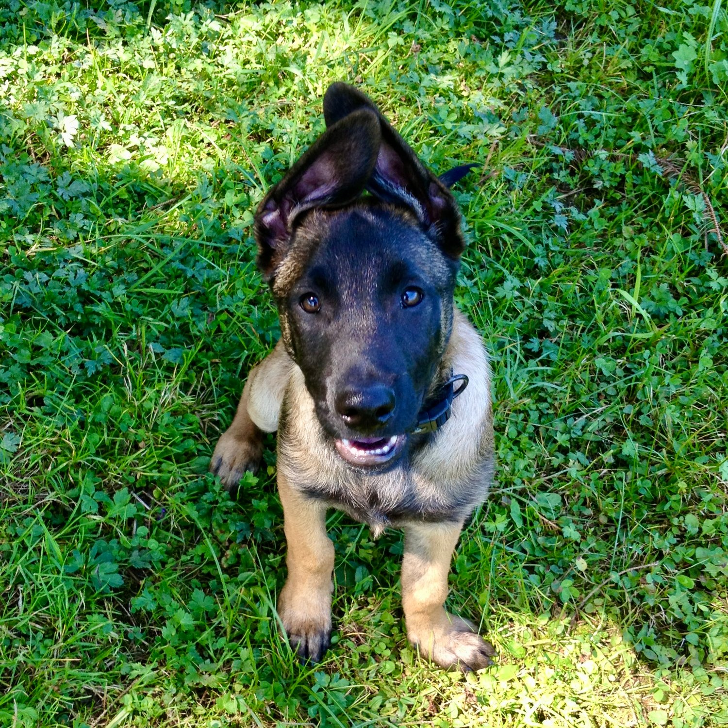 Blues grösstes Geschenk: