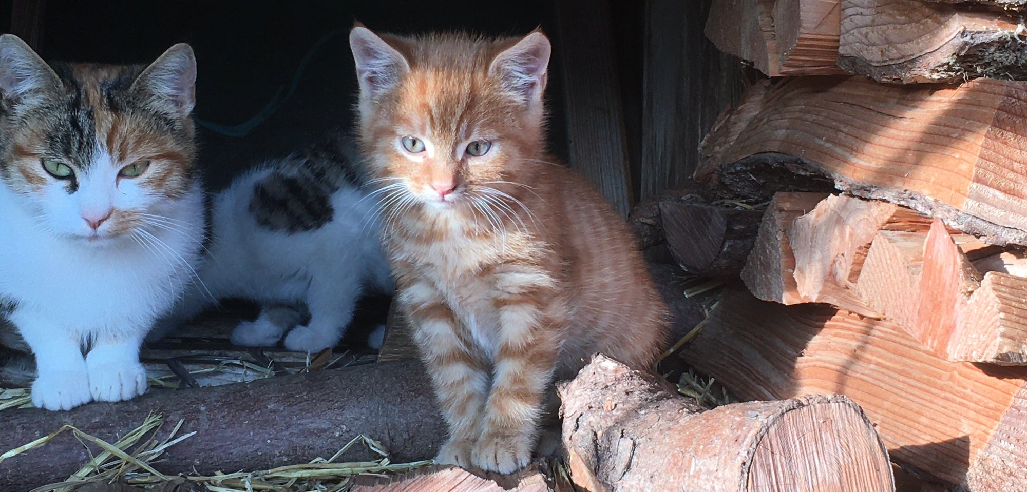 Naturcoaching Philosophie