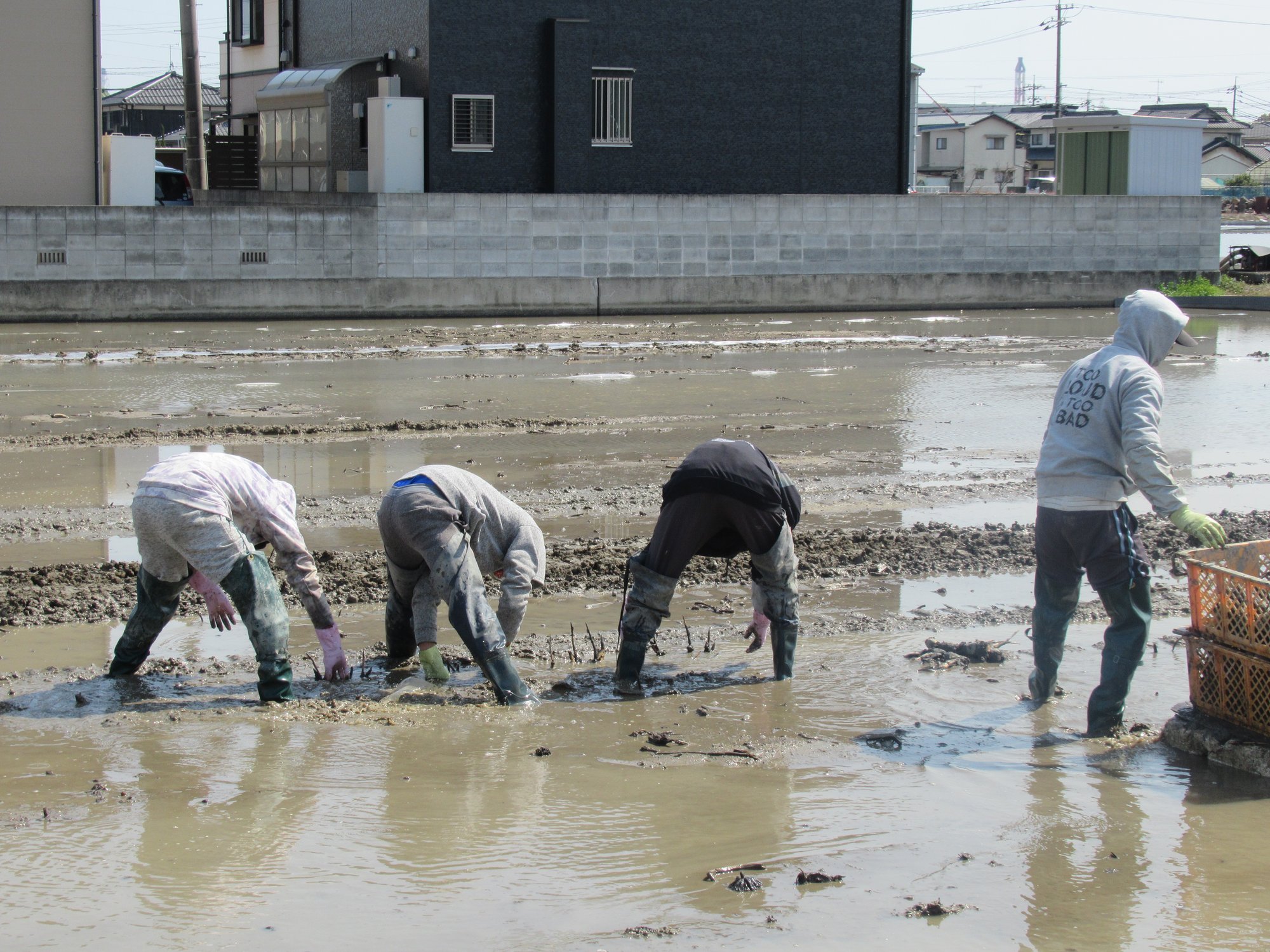 れんこんの植えつけを見学しました！