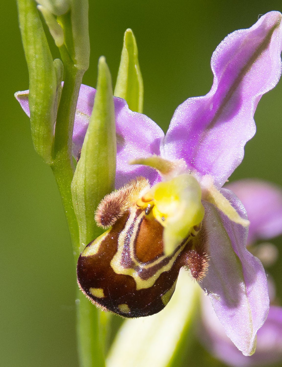 Orchideen rund um Schwieberdingen